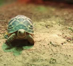 Allwetterzoo Münster