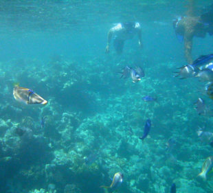 Reichlich Fische am zweiten Riff
