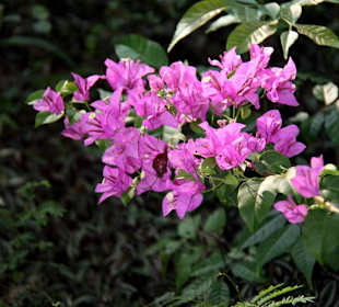 Orchidee