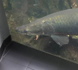 Aquarium