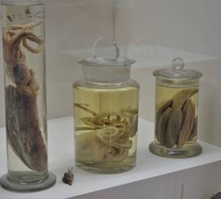 Historische Präparate in Alkohol/Formalin