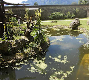 Schildkröten-Gehege