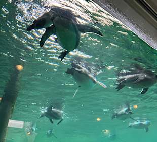 Wildlands Zoo in Emmen 