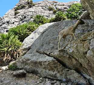 Wilde Ziegen am Wegesrand