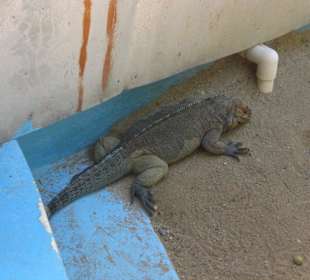 Aquarium Santo Domingo