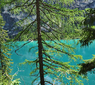 Lärchen am Pragser Wildsee