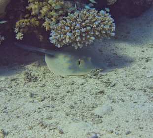 Ray