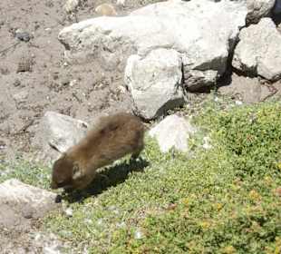 Stoney Point African Penguin Breeding Colony