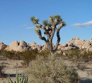 Joshua Tree N.P.