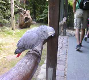 Zahmer Papagei einer von sehr vielen