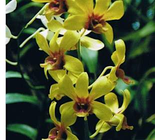 Orchidee im Botanischen Garten