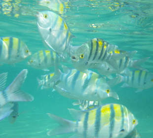 Unterwasser - Hotel Premier Le rêve