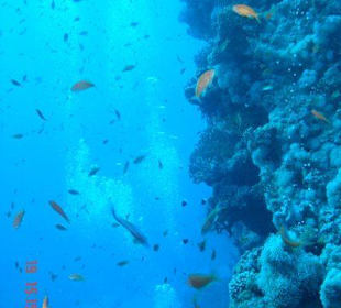 Reef Oasis Beach Resort