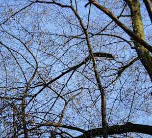 Łazienki Królewskie