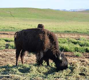 Buffalo Ranch