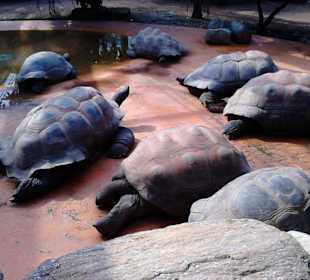Tierpark Hellabrunn in München