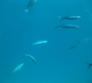 Wat zwemt er in de zee