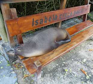 Im nächsten Leben werde ich Seelöwe auf Isabela