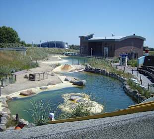 In der Seehundaufzuchtsstation!