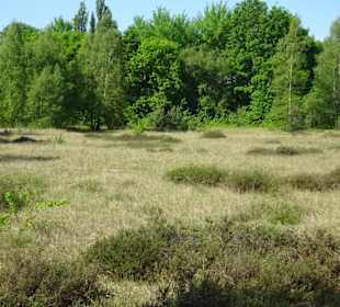 Wanderung durch den Sandtrockenrasen von Achim