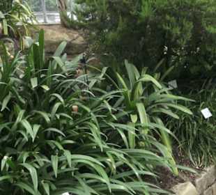 Palmfarnhaus -  Botanischer Garten