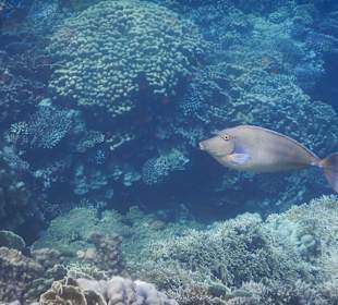 Schnorcheln Marsa Alam