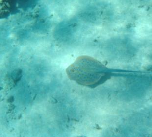 Blaupunktrochen beim Schnorcheln