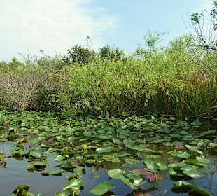 In den Everglades