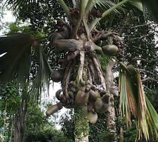 Botanischer Garten Kandy