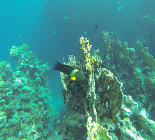 Besenschwanz-Lippfisch