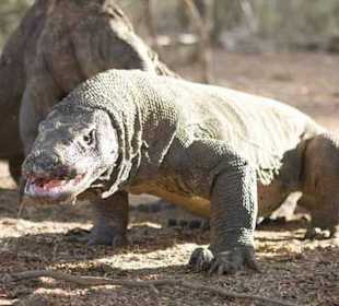 Komodo Tours