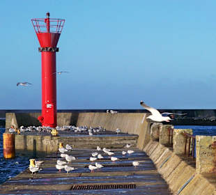 Seemöwen am Molenfeuer
