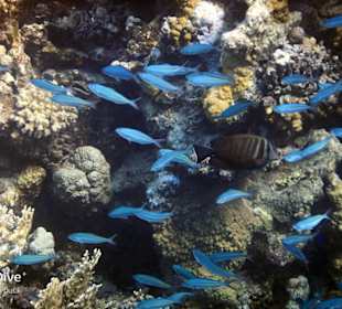 Schnorcheln Marsa Alam