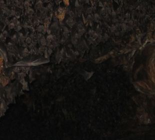 Der Fledermaustempel