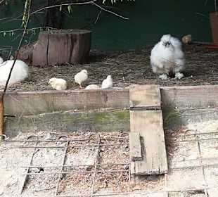 Alpen Wildpark Feld am See