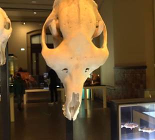 Museum für Naturkunde