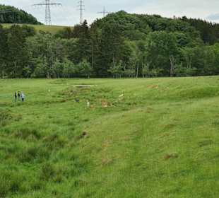 Hochwildschutzpark Rheinböllen