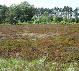 Impressionen aus den Cuxhavener Küstenheiden