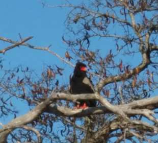 Bizzare Vögel Safari Tsavo East