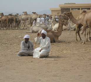 Kamelmarkt von Al Shalaten