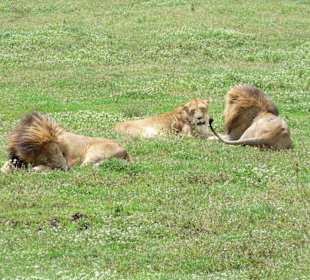 Löwen im Ngorongoro Krater