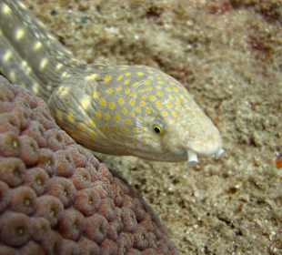Begegnung unter Wasser Hurghada