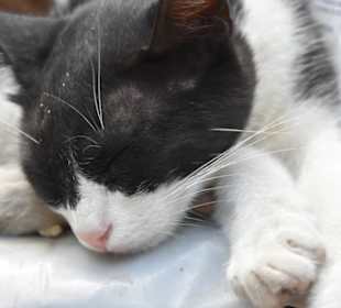 Katze