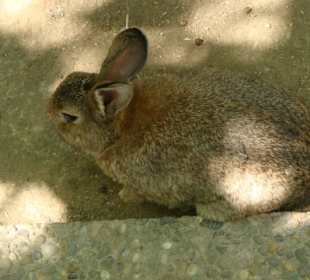 Kaninchen zum füttern