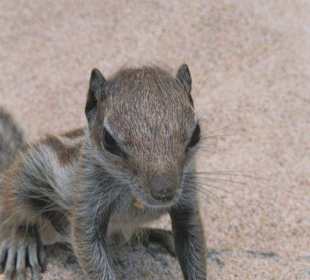 Streifenhörnchen ...