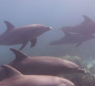 Delfinausflug 