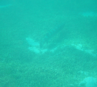 Riesenbarracuda im Innenriff