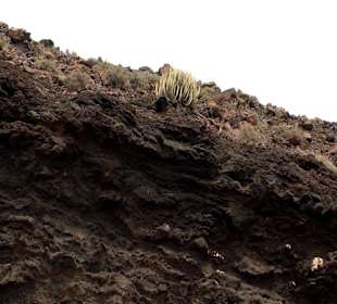 Roślinność Gór Gran Canaria