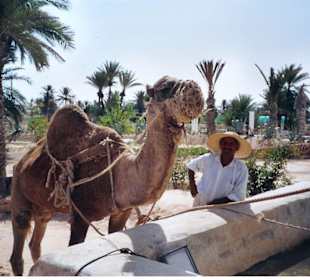 Ziehbrunnen mit Kamel