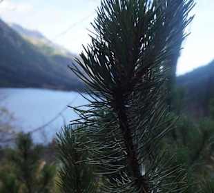 Sosna nad morskim okiem